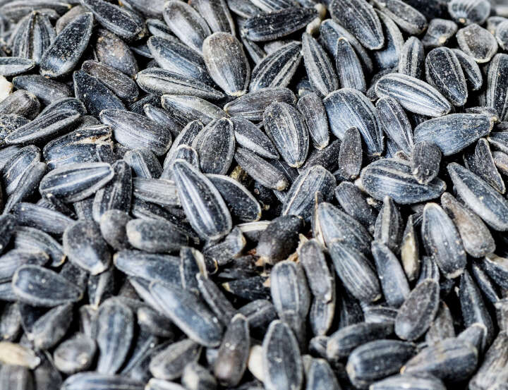 VOGELGLÜCK Sonnenblumenkerne